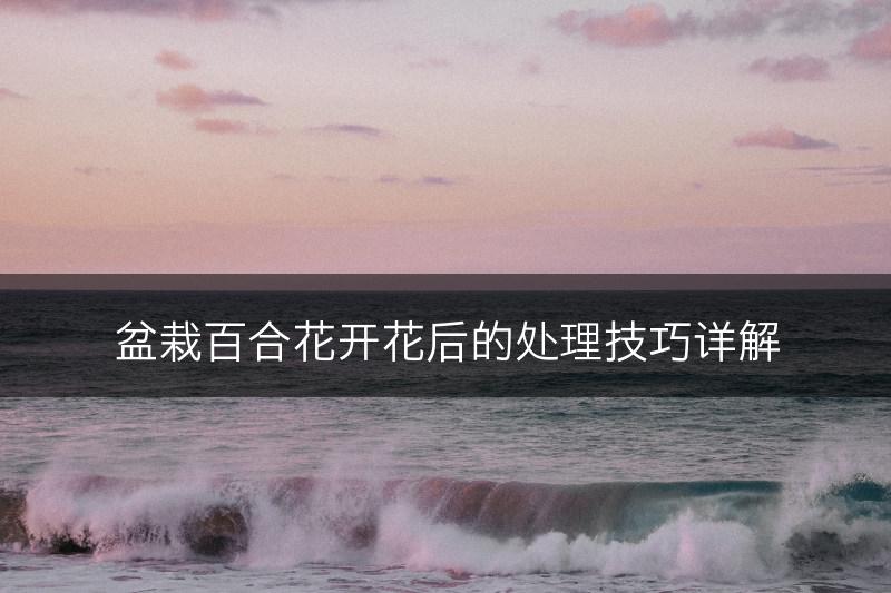 盆栽百合花开花后的处理技巧详解(图1)