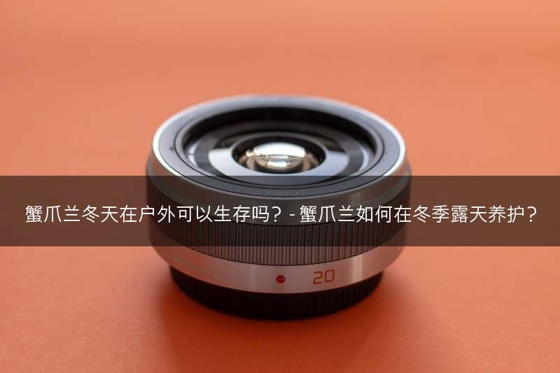 蟹爪兰冬天在户外可以生存吗？- 蟹爪兰如何在冬季露天养护？(图1)