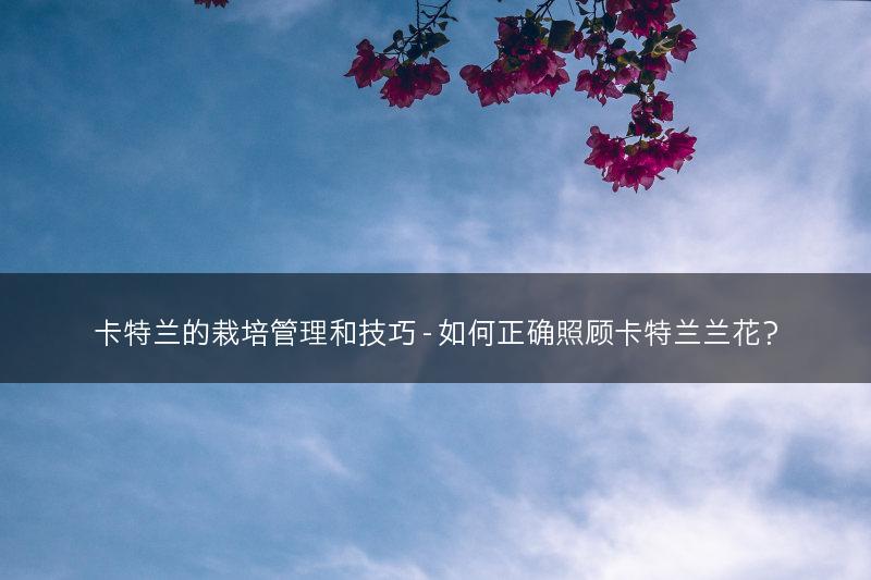 卡特兰的栽培管理和技巧 - 如何正确照顾卡特兰兰花？(图1)