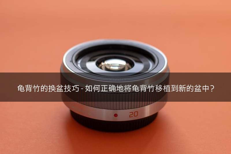 龟背竹的换盆技巧 - 如何正确地将龟背竹移植到新的盆中？(图1)