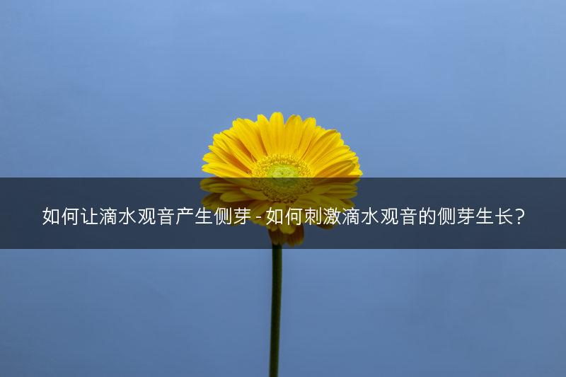 如何让滴水观音产生侧芽 - 如何刺激滴水观音的侧芽生长？(图1)