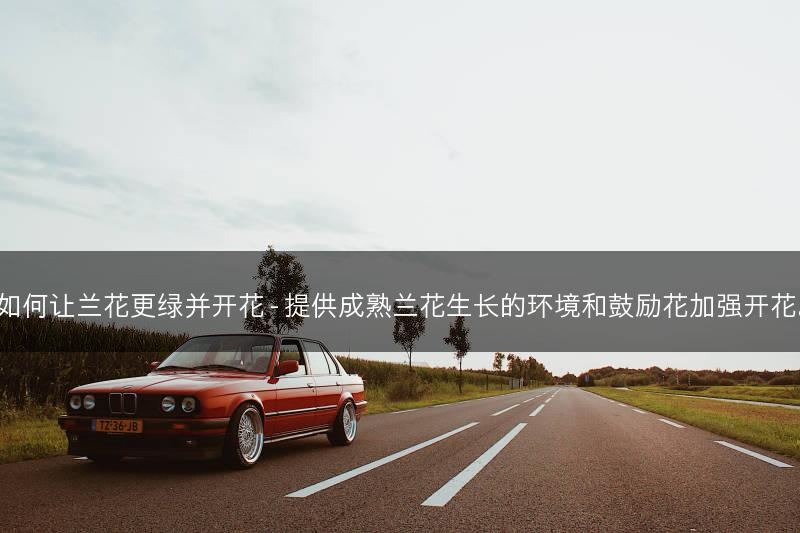 如何让兰花更绿并开花 - 提供成熟兰花生长的环境和鼓励花加强开花。(图1)