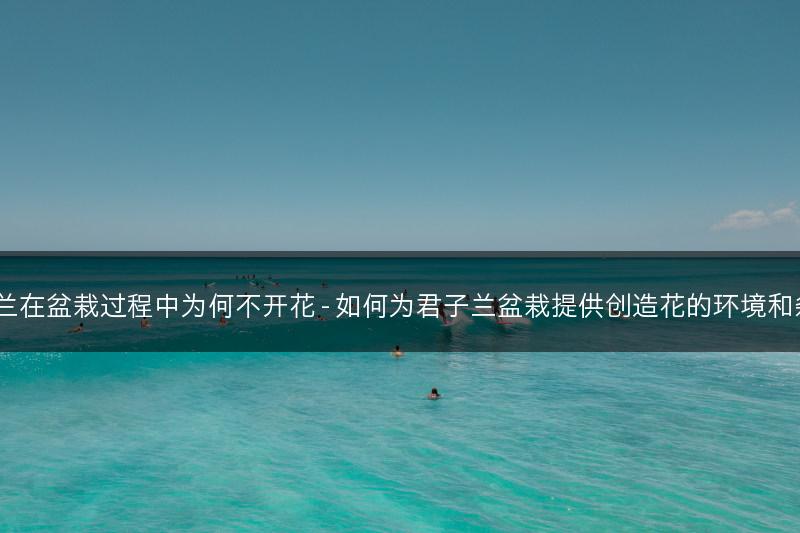 君子兰在盆栽过程中为何不开花 - 如何为君子兰盆栽提供创造花的环境和条件？(图1)
