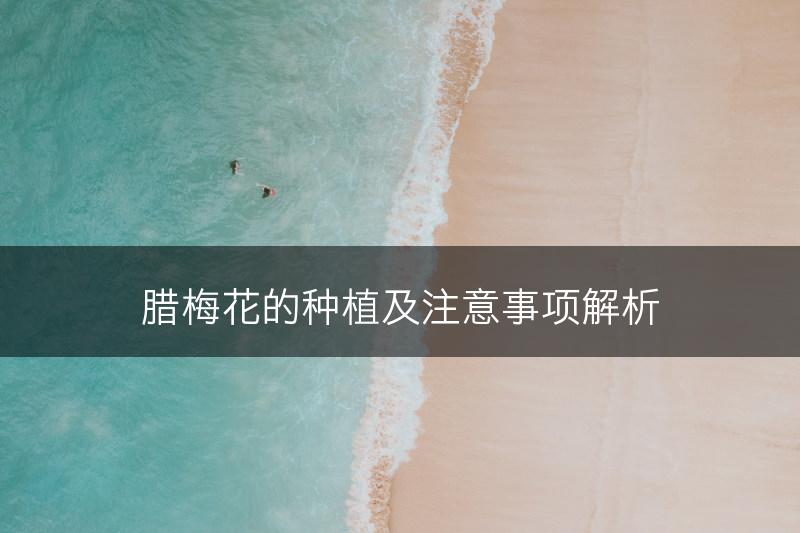 腊梅花的种植及注意事项解析(图1)