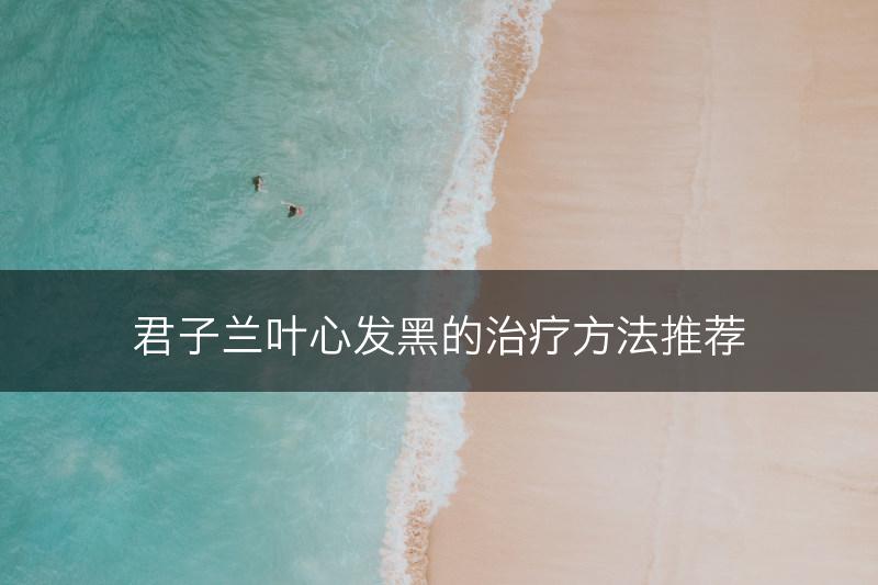 君子兰叶心发黑的治疗方法推荐(图1)