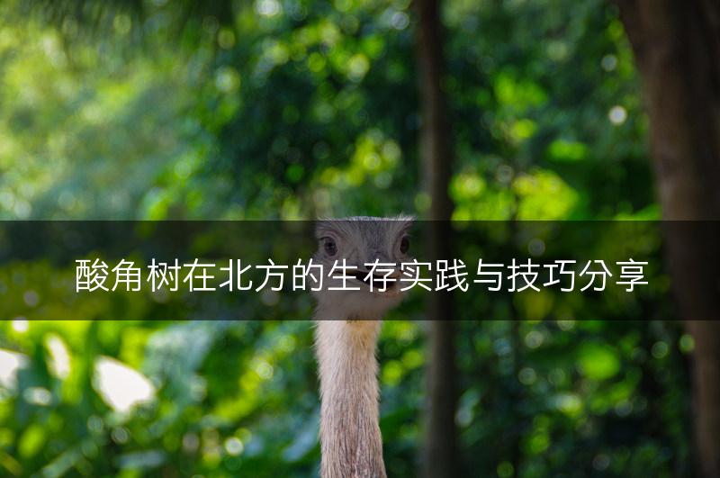 酸角树在北方的生存实践与技巧分享(图1)