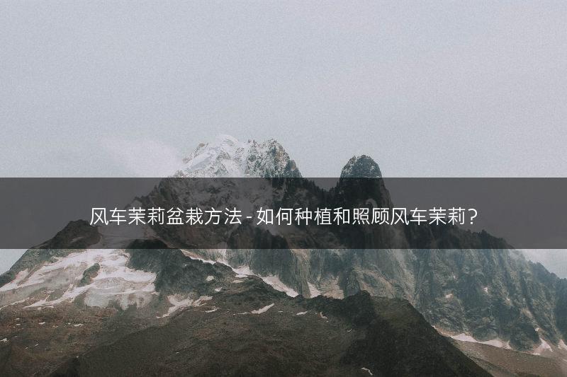 风车茉莉盆栽方法 - 如何种植和照顾风车茉莉？(图1)