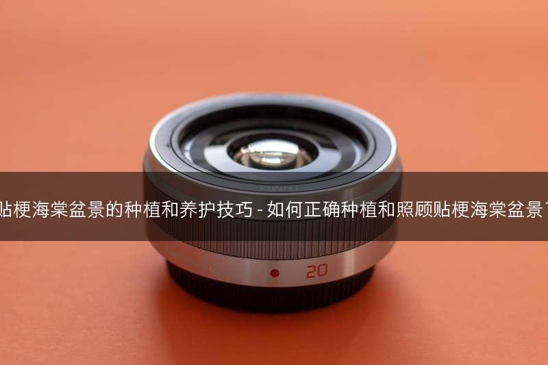 贴梗海棠盆景的种植和养护技巧 - 如何正确种植和照顾贴梗海棠盆景？(图1)