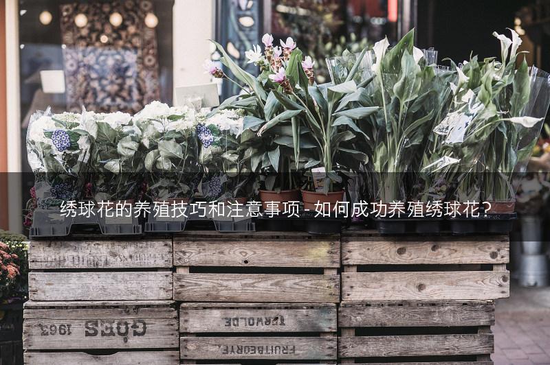 绣球花的养殖技巧和注意事项 - 如何成功养殖绣球花？(图1)