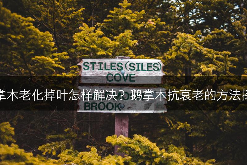 鹅掌木老化掉叶怎样解决？鹅掌木抗衰老的方法探秘(图1)