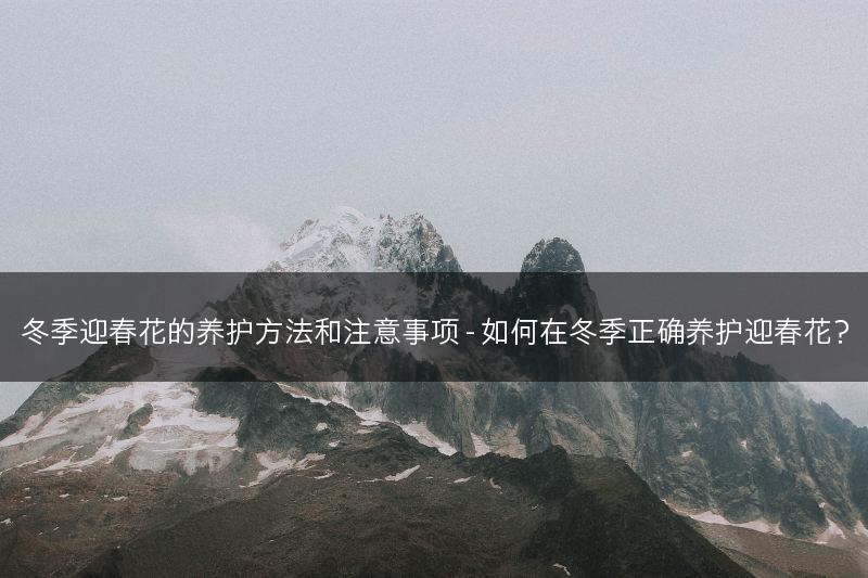 冬季迎春花的养护方法和注意事项 - 如何在冬季正确养护迎春花？(图1)