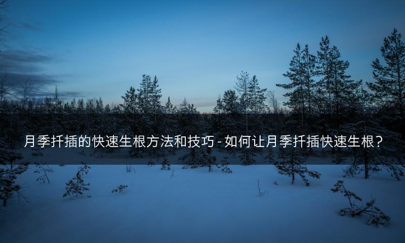 月季扦插的快速生根方法和技巧 - 如何让月季扦插快速生根？(图1)