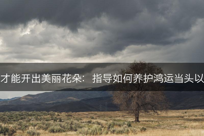 鸿运当头如何养才能开出美丽花朵：指导如何养护鸿运当头以开出美丽的花朵(图1)