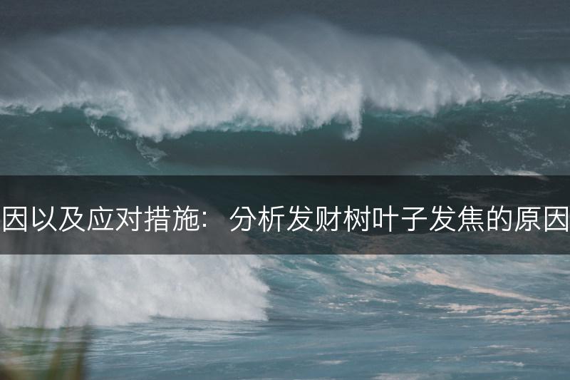 发财树叶子发焦的原因以及应对措施：分析发财树叶子发焦的原因并提供相应应对措施(图1)
