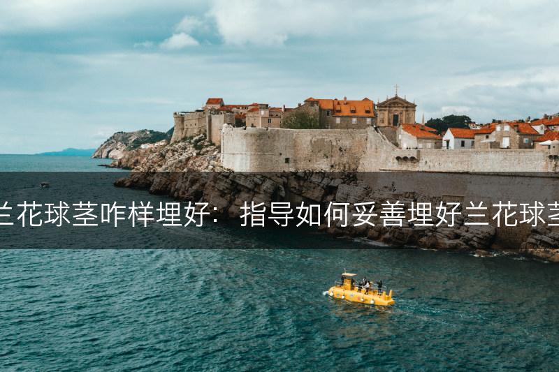兰花球茎咋样埋好：指导如何妥善埋好兰花球茎(图1)