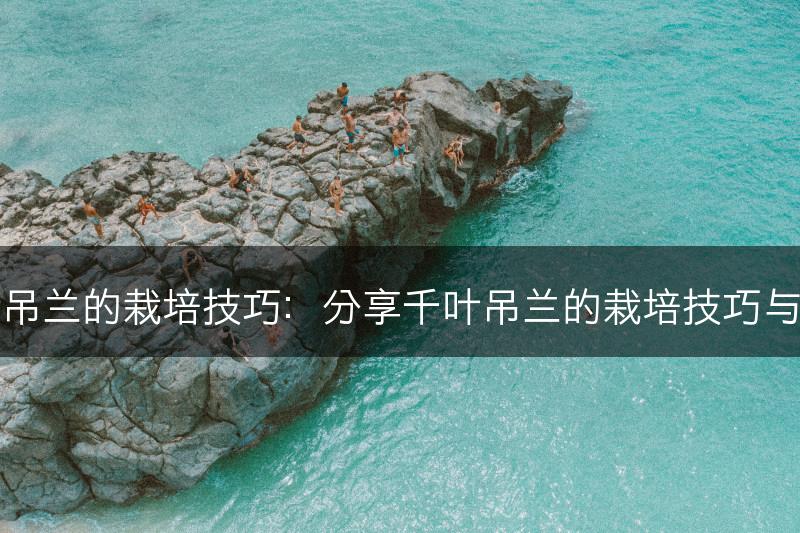 千叶吊兰的栽培技巧：分享千叶吊兰的栽培技巧与方法(图1)
