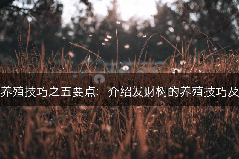发财树的养殖技巧之五要点：介绍发财树的养殖技巧及五个要点(图1)