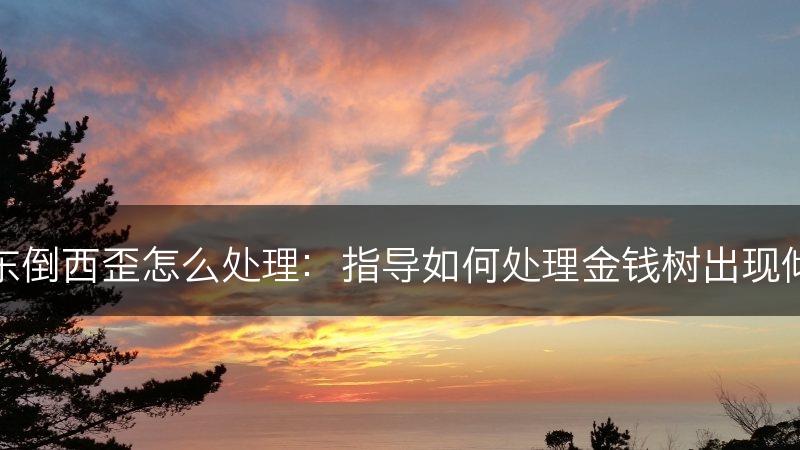 金钱树东倒西歪怎么处理：指导如何处理金钱树出现倾斜问题(图1)