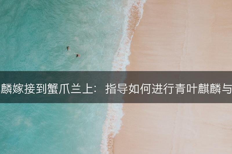 如何将青叶麒麟嫁接到蟹爪兰上：指导如何进行青叶麒麟与蟹爪兰的嫁接(图1)