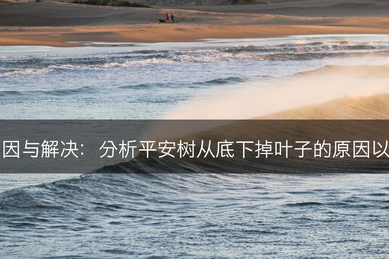 平安树掉叶的原因与解决：分析平安树从底下掉叶子的原因以及相应解决方法(图1)