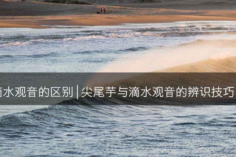 尖尾芋与滴水观音的区别 | 尖尾芋与滴水观音的辨识技巧与特征对比(图1)
