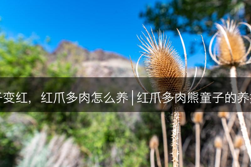 怎么让熊童子爪子变红，红爪多肉怎么养 | 红爪多肉熊童子的养护技巧与红化方法(图1)