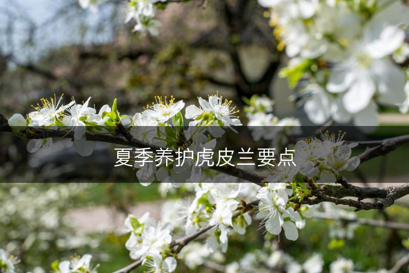 夏季养护虎皮兰要点(图1)