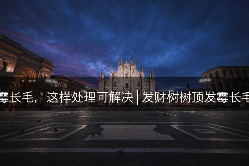 发财树树顶发霉长毛，这样处理可解决 | 发财树树顶发霉长毛处理方法分享(图1)