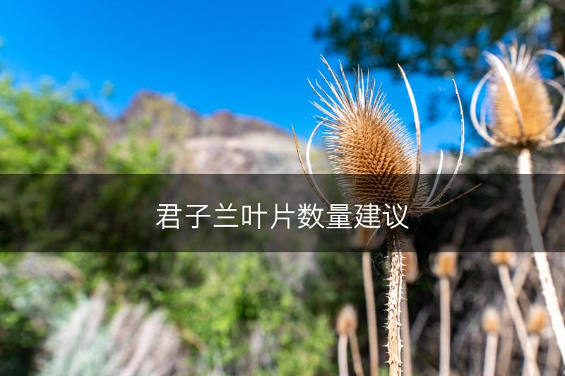 君子兰叶片数量建议(图1)