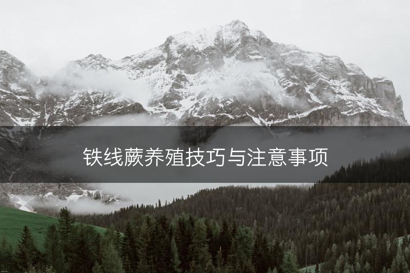 铁线蕨养殖技巧与注意事项(图1)