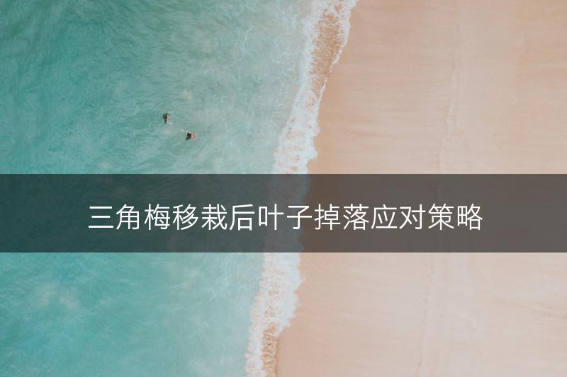三角梅移栽后叶子掉落应对策略(图1)