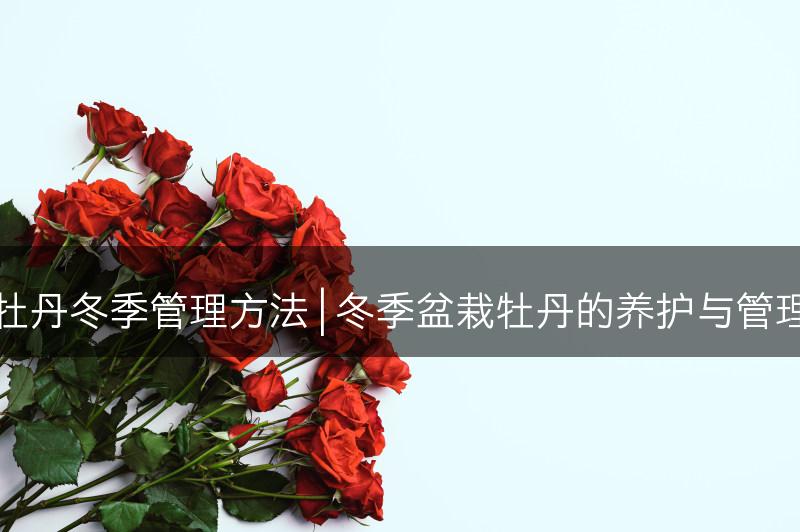 盆栽牡丹冬季管理方法 | 冬季盆栽牡丹的养护与管理技巧(图1)