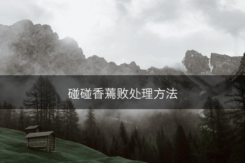 碰碰香蔫败处理方法(图1)