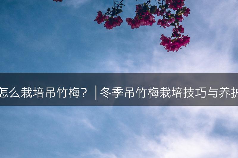 冬季怎么栽培吊竹梅？ | 冬季吊竹梅栽培技巧与养护方法(图1)