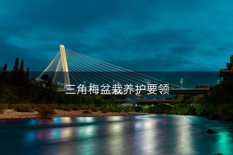 三角梅盆栽养护要领(图1)