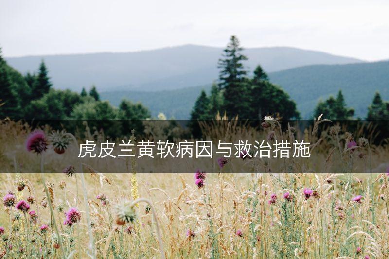 虎皮兰黄软病因与救治措施(图1)