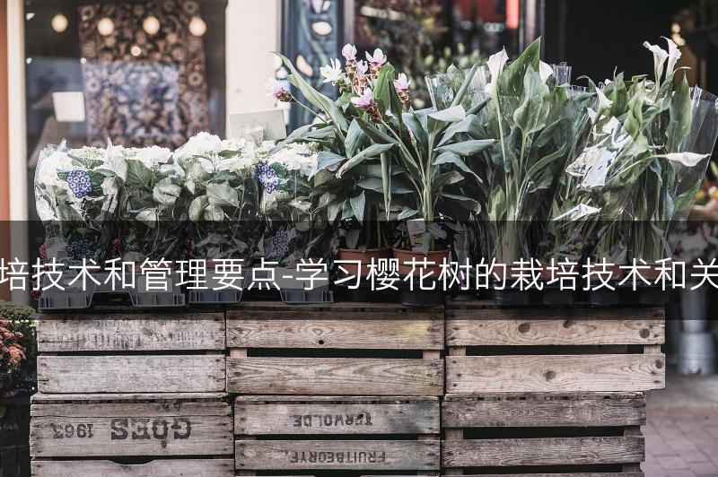 樱花树的栽培技术和管理要点-学习樱花树的栽培技术和关键管理要点(图1)