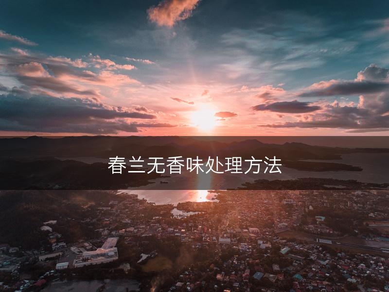 春兰无香味处理方法(图1)