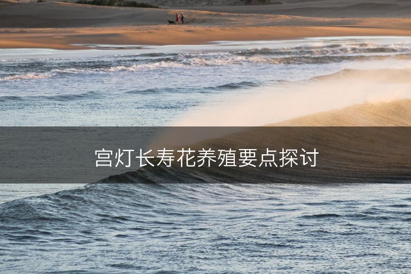 宫灯长寿花养殖要点探讨(图1)