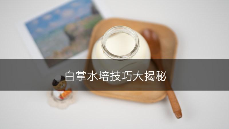 白掌水培技巧大揭秘(图1)