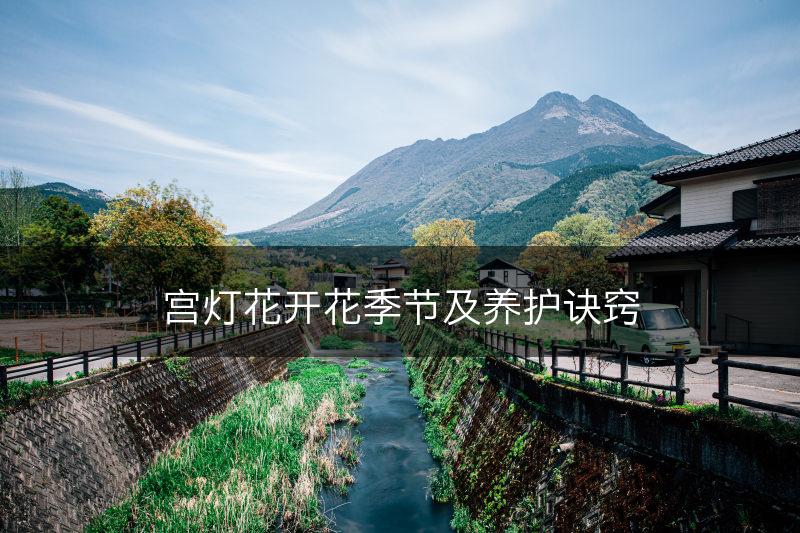 宫灯花开花季节及养护诀窍(图1)