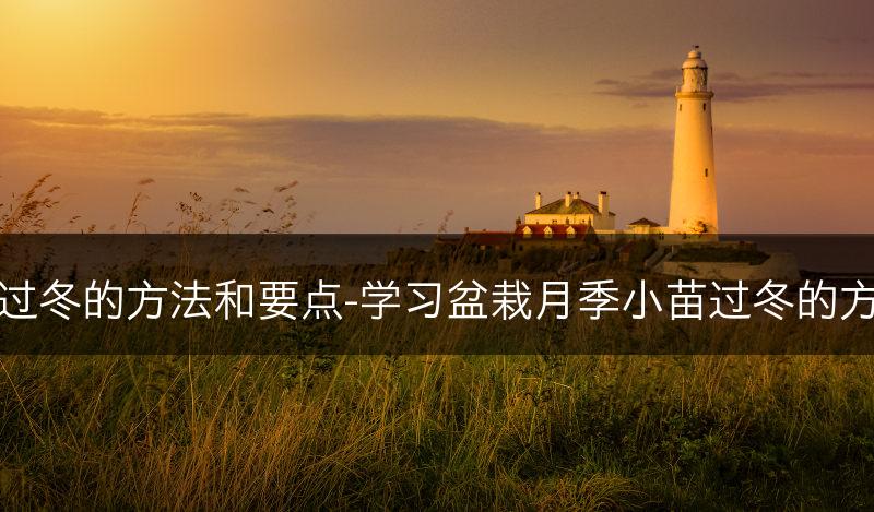 盆栽月季小苗过冬的方法和要点-学习盆栽月季小苗过冬的方法和关键要点(图1)