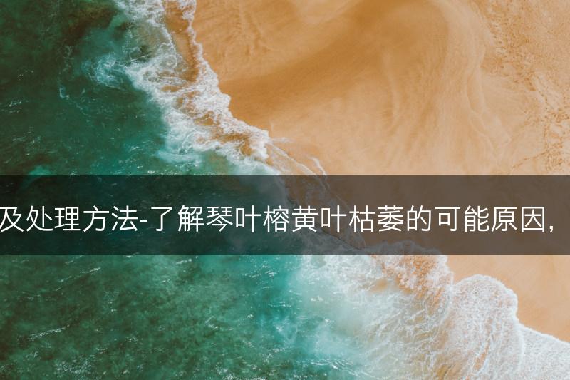 琴叶榕黄叶枯萎的原因及处理方法-了解琴叶榕黄叶枯萎的可能原因，并学习相应的处理方法(图1)