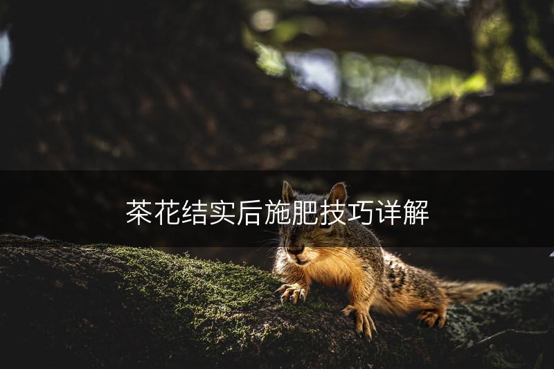 茶花结实后施肥技巧详解(图1)