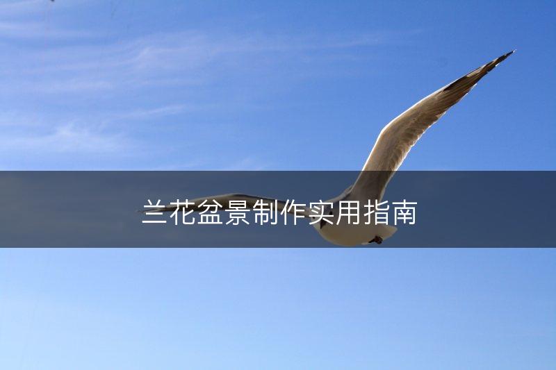 兰花盆景制作实用指南(图1)