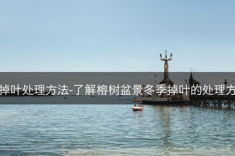 榕树盆景冬季掉叶处理方法-了解榕树盆景冬季掉叶的处理方法和注意事项(图1)
