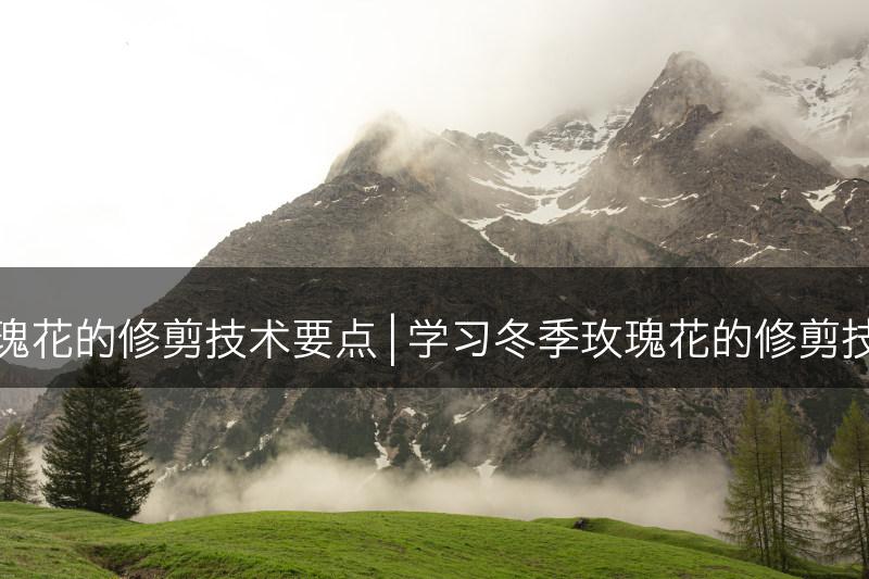 冬季玫瑰花的修剪技术要点 | 学习冬季玫瑰花的修剪技巧要领(图1)
