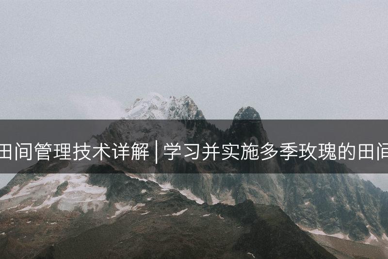 多季玫瑰田间管理技术详解 | 学习并实施多季玫瑰的田间管理技巧(图1)