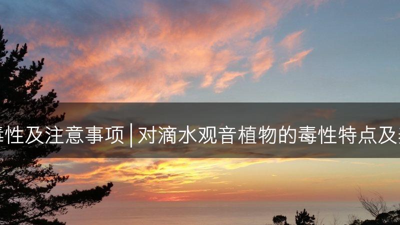 滴水观音植物的毒性及注意事项 | 对滴水观音植物的毒性特点及养护注意事项分享(图1)