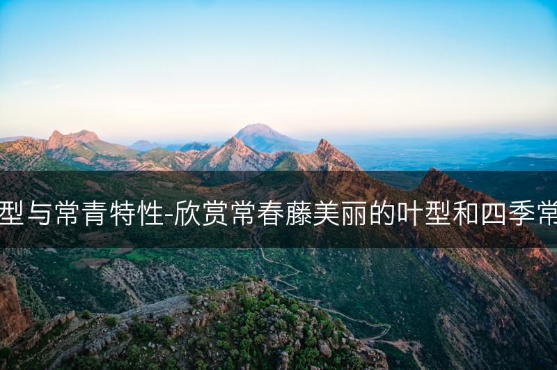 常春藤美丽叶型与常青特性-欣赏常春藤美丽的叶型和四季常青的装饰效果(图1)